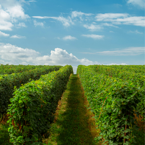 Discover the region's local vineyards