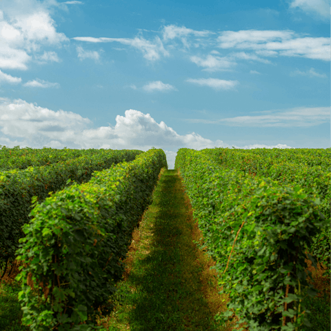 Discover the region's local vineyards