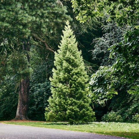 Join the Saturday morning runners in leafy Ormeau Park, just up the road