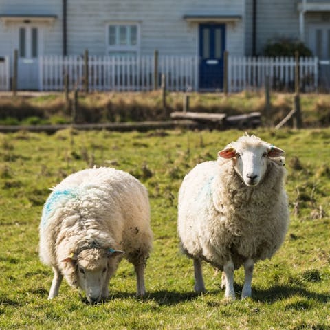 Say hello to your friendly neighbours