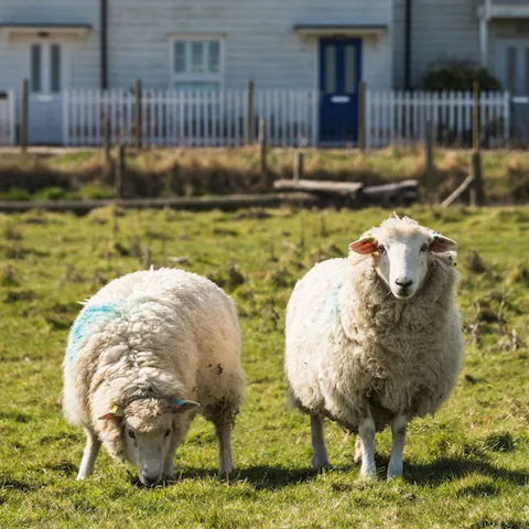 Say hello to your friendly neighbours