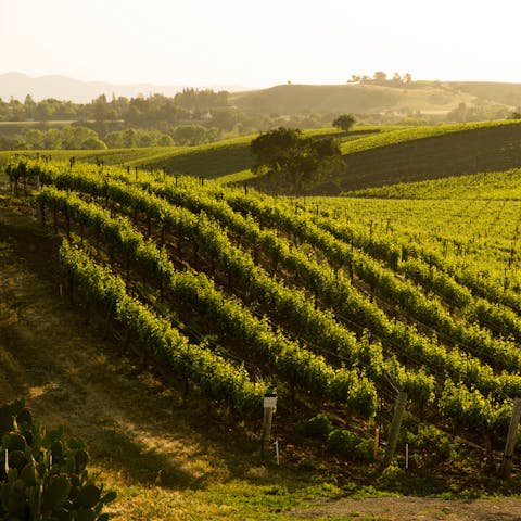 Visit one of the many wineries in the Santa Ynez Valley