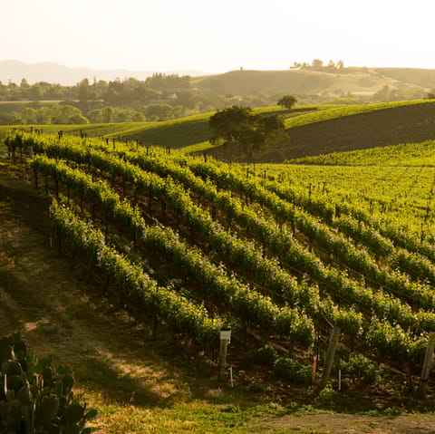 Visit one of the many wineries in the Santa Ynez Valley