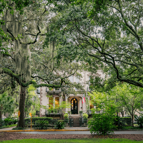 Explore on foot and fall in love with the city's cascading oak trees