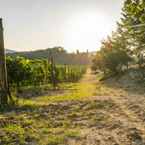 Put on your hiking boots and explore the Chianti countryside