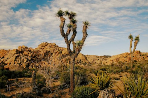 Lace up your hiking shoes for a treak through Joshua Tree National Park, one mile away