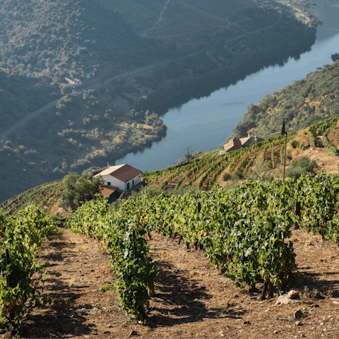 Explore the Douro Valley, including Régua, just over 10 kilometres away