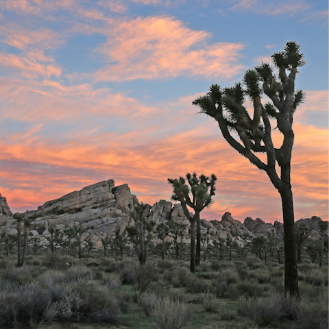 Take a fifty-minute drive to Joshua Tree National Park