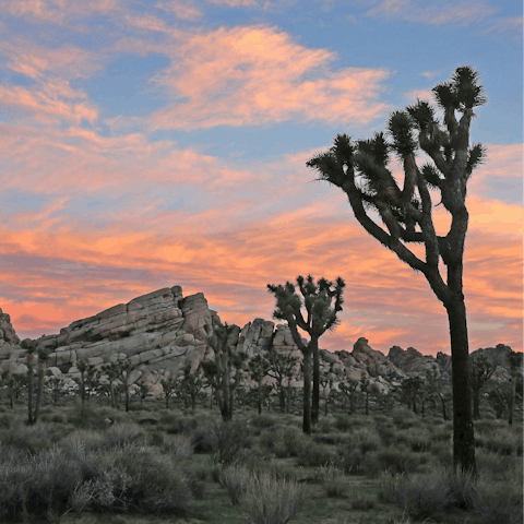 Take a fifty-minute drive to Joshua Tree National Park