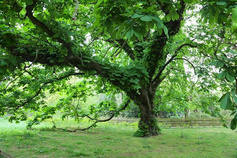 Enjoy a scenic, fresh-air-filled stroll around nearby Battersea Park
