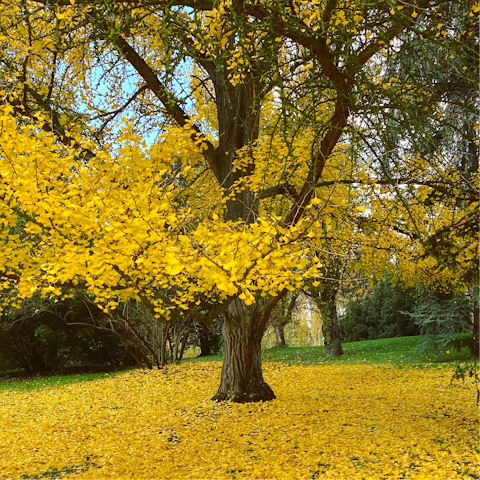 Visit the picturesque Oeste Park, with its cable car and historic temple