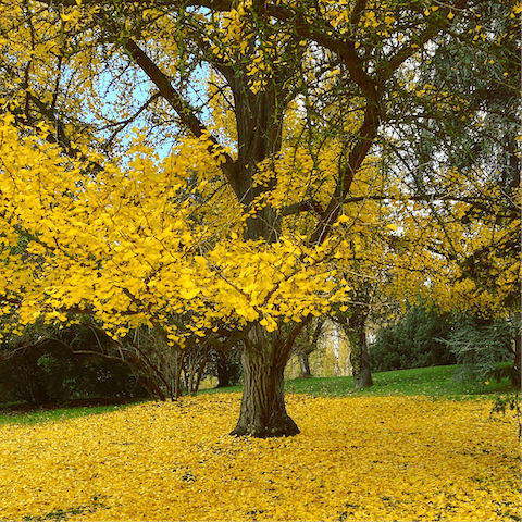 Visit the picturesque Oeste Park, with its cable car and historic temple