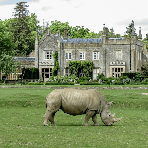 Visit the Cotswold Wildlife Park, a short drive away