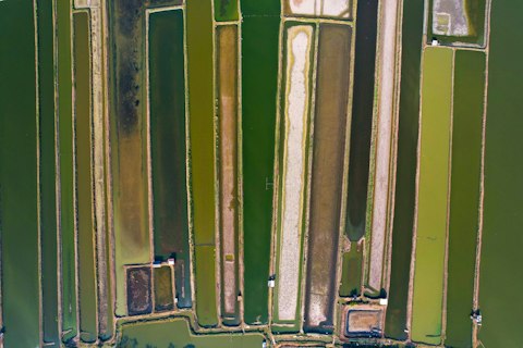 Marvel at Comporta's iconic emerald rice paddies stretching to the horizon