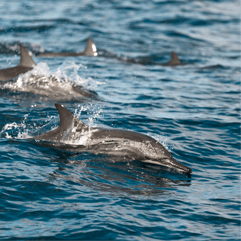 Book a boat trip to spot pods of dolphins, Devon’s coast is just a short drive away