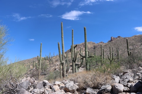 Hike McDowell Sonoran Preserve's dramatic desert trails, a sixteen-minute drive