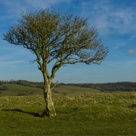 Take a rejuvenating walk through the Chiltern Hills, a ten-minute drive away