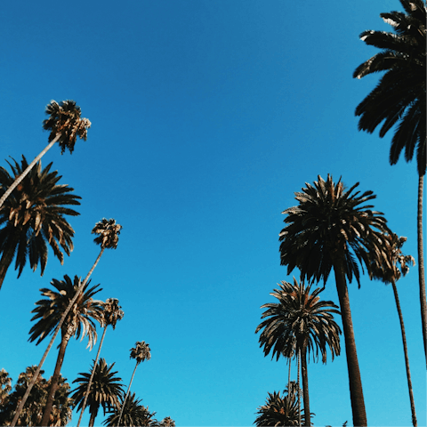 Take a scenic drive through the streets of Beverly Hills