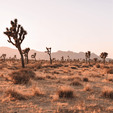 Explore the rugged beauty of Joshua Tree National Park – the entrance is a ten-minute drive