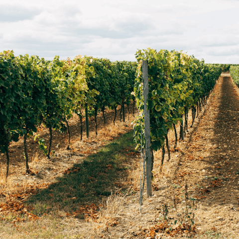 Walk over to Wilson Creek Winery in half an hour and sample the wares