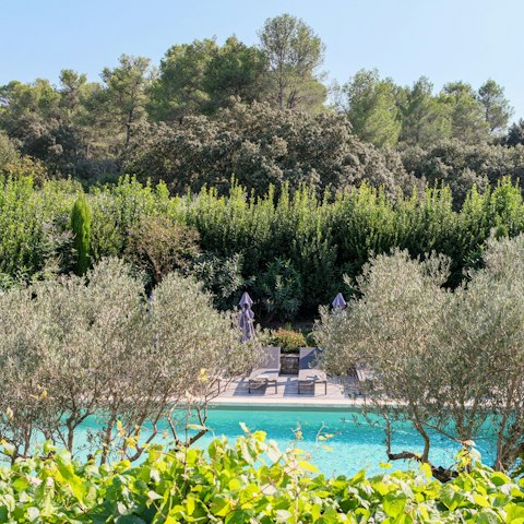 Sink into relaxation by the poolside, surrounded by olive trees
