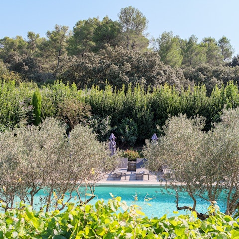 Sink into relaxation by the poolside, surrounded by olive trees