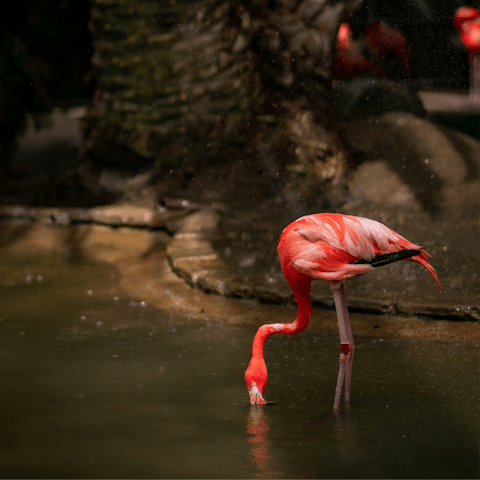 Spend the day at Zoo Miami, a fifteen-minute drive away