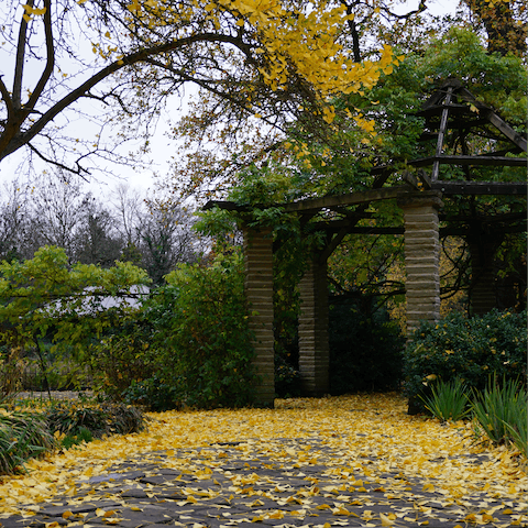 Go for a morning stroll in Peckham Rye Park