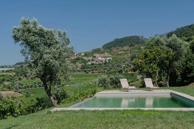 Vines of the Douro