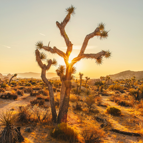 Take a day trip to Joshua Tree National Park, around an hour away