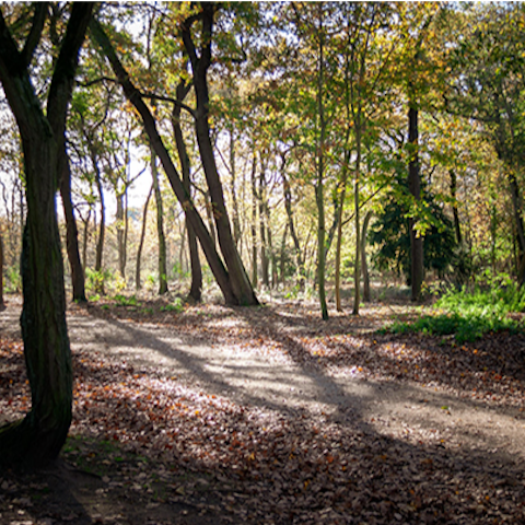 Stroll through the nature trails of Bois de Boulogne