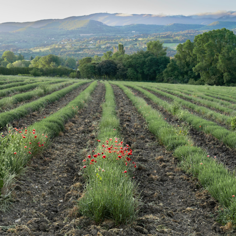 Stay in the heart of the picturesque Luberon