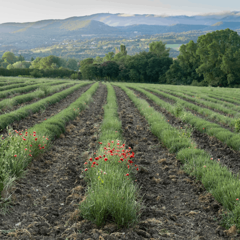 Stay in the heart of the picturesque Luberon