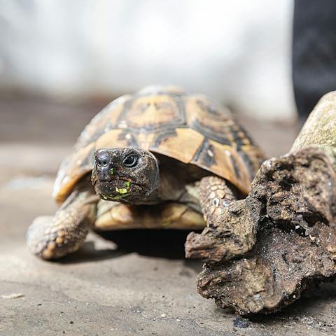 Meet Basil the tortoise who lives in the back garden