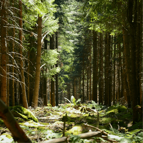 Enjoy long rejuvenating walks through the Vosges countryside