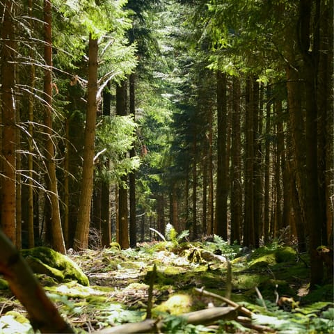 Enjoy long rejuvenating walks through the Vosges countryside