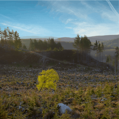 Tie up you walking boots and go for a hike in the beautiful Cairngorms National Park, only half an hour's drive away