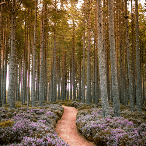 Explore the Cairngorms National Park, easily reached by car
