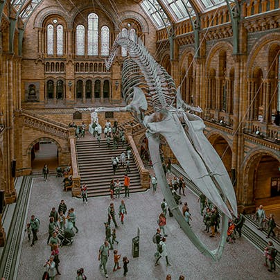 Spend a culture-packed day at the Natural History Museum, a short walk away