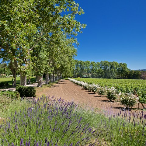 Go for a stroll around the grounds, planted with lavender and vines