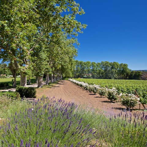 Go for a stroll around the grounds, planted with lavender and vines