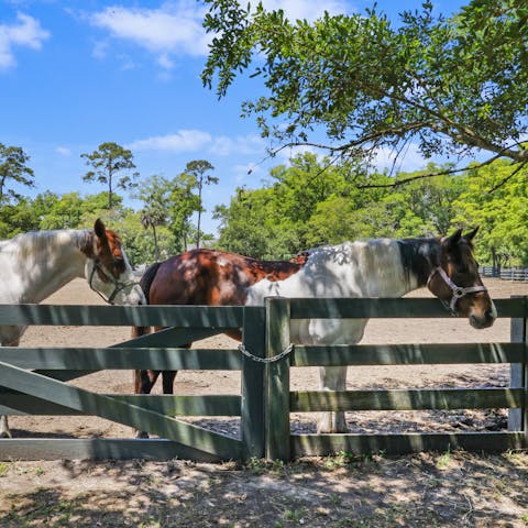 Head out horse riding thanks to the nearby stables