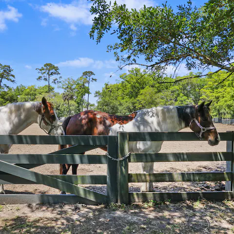 Head out horse riding thanks to the nearby stables