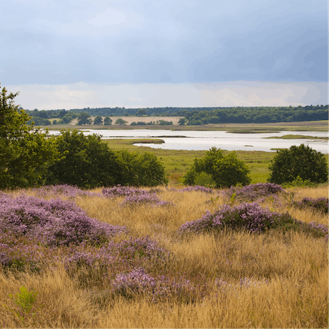 Explore Suffolk's nearby unique heathlands which are an Area of Outstanding Natural Beauty