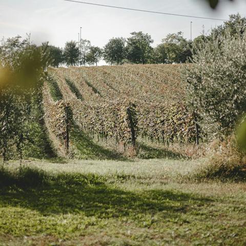 Sample lovely local vino at the Zuliani winery – it only takes five minutes to get there