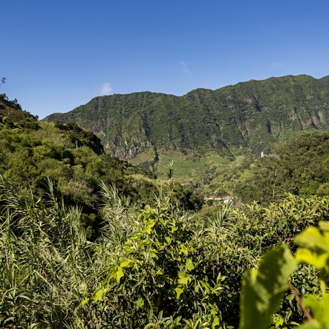 Head out on a trek into the surrounding  Laurissilva Forest