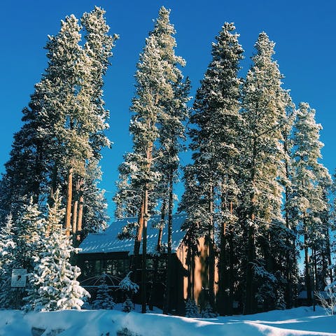 A fairytale setting surrounded by towering pine trees