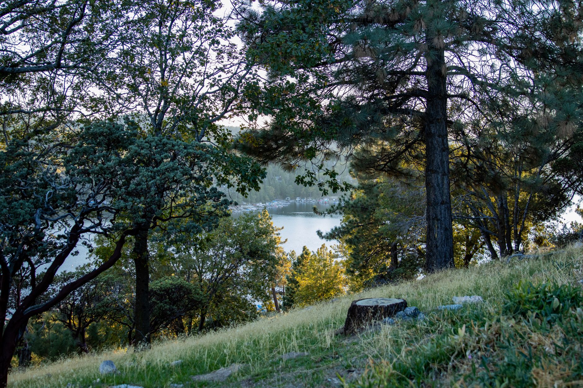 Neon and Pine