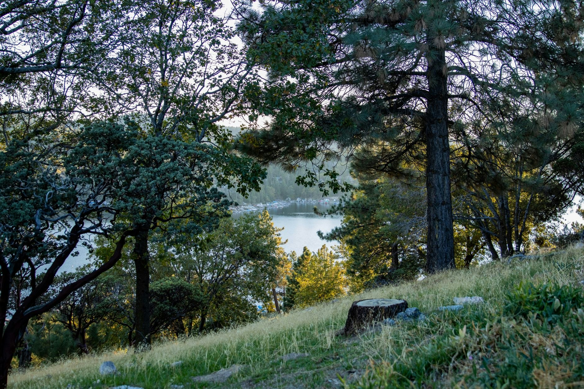 Neon and Pine
