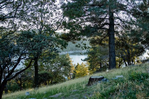Wander serene forest trails past towering pines and native mountain plants